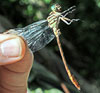 Russet-tipped Clubtail