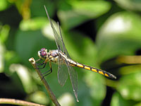 Great Blue Skimmer, Immature Male