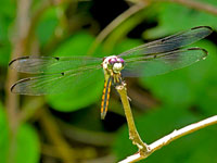 Great Blue Skimmer, immature male