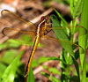Needham"s Skimmer