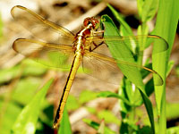 Needham's Skimmer
