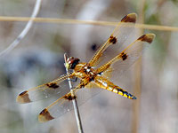 Painted Skimmer