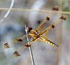 Painted Skimmer Dragonfly