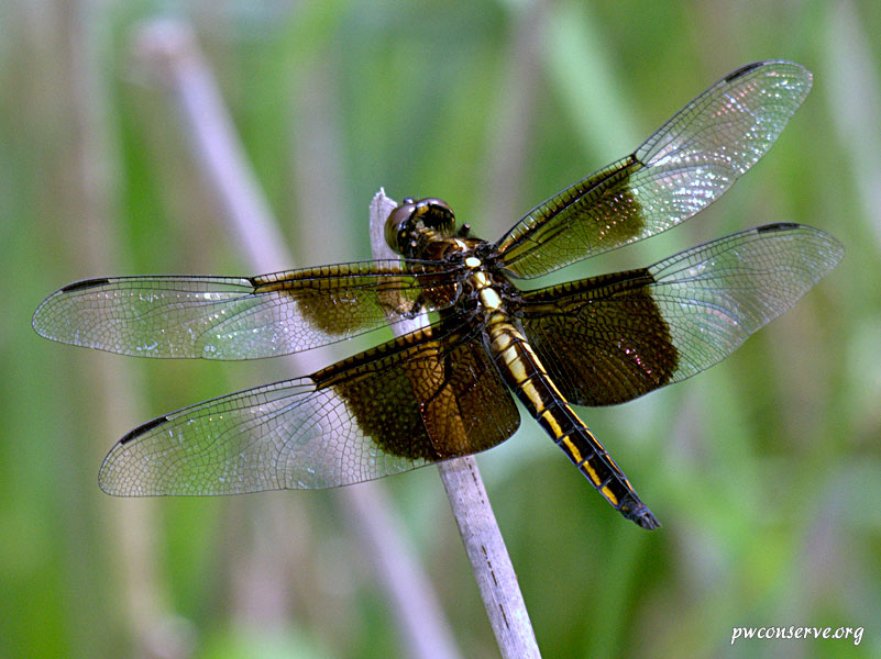 Widow Skimmer