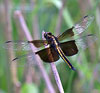 Widow Skimmer