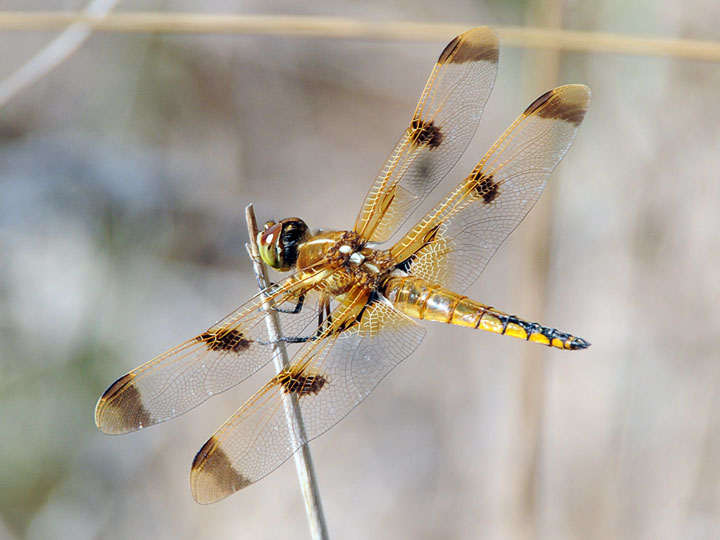 Painted Skimmer
