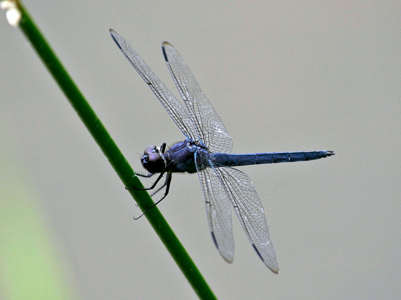 Slaty Skimmer