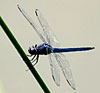 Slaty Skimmer