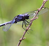 Spangled Skimmer