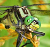 Splendid Clubtail