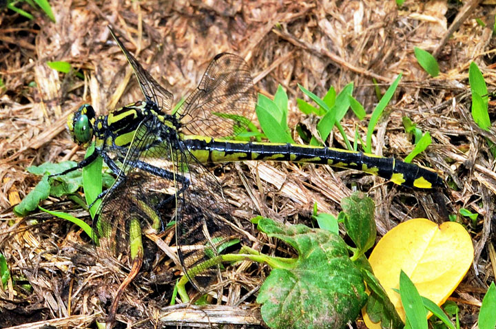 Splendid Clubtail