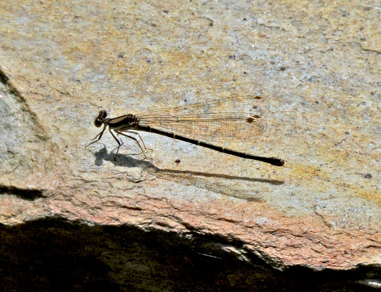 Southern Spreadwing