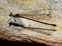 Southern Spreadwing