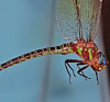Swamp Darner