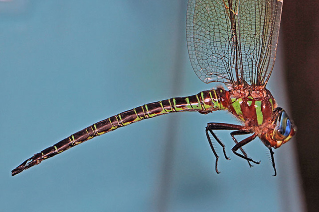 Swamp Darner