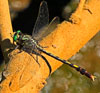 Unicorn Clubtail