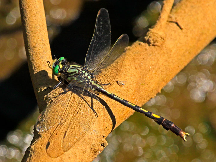 Unicorn Clubtail