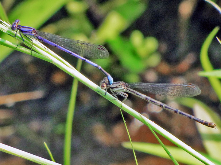 Variable Dancer