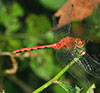 White-faced Meadowhawk