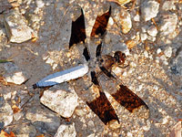 Common Whitetail Dragonfly, Male