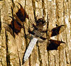 Common Whitetail