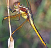 Yellow-sided Skimmer