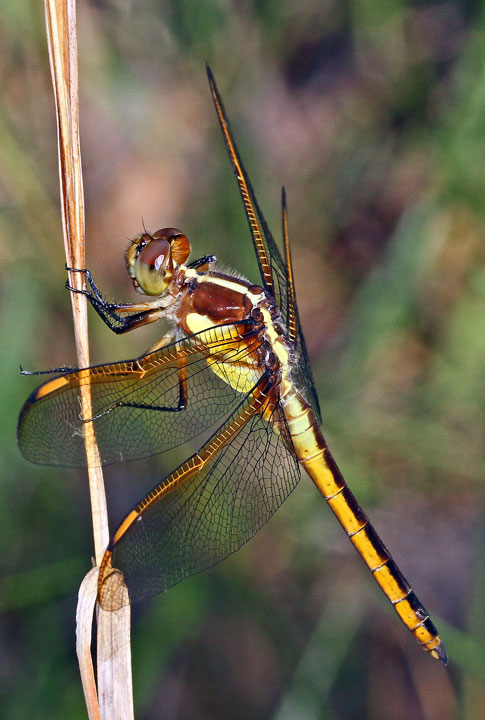 Yellow-sided Skimmer