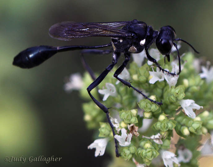 Eremnophila aureonotata