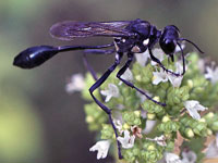 Eremnophila aureonotata
