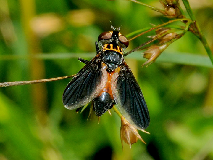 Feather-legged Fly
