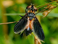Feather-legged Fly