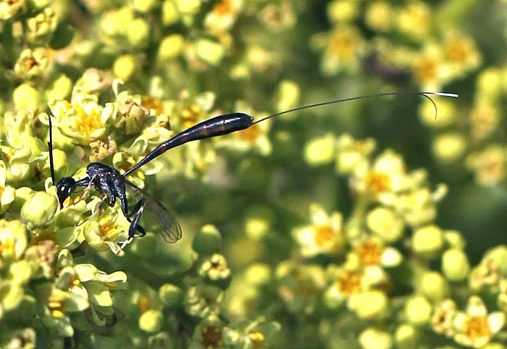 Gasteruption sp.