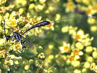 Gasteruption sp.