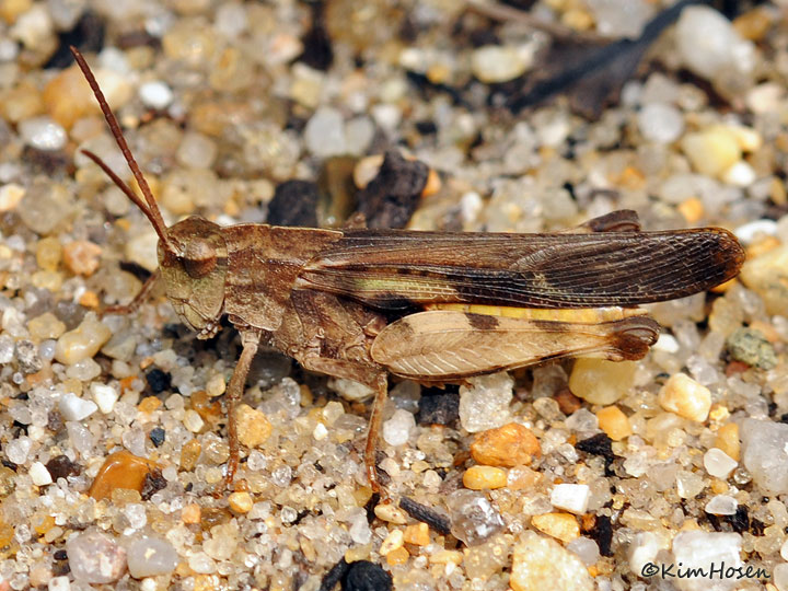 Unidentified Grasshopper