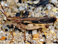 Unidentified Grasshopper