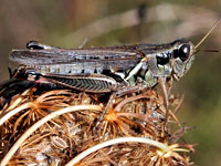Unidentified Grasshopper