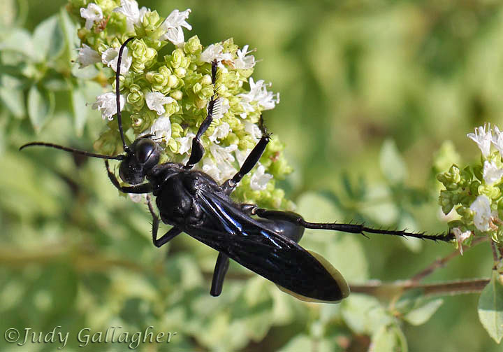 Great Black Wasp