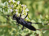 Great Black Wasp