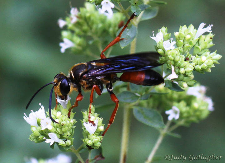 Great Gold-digger Wasp