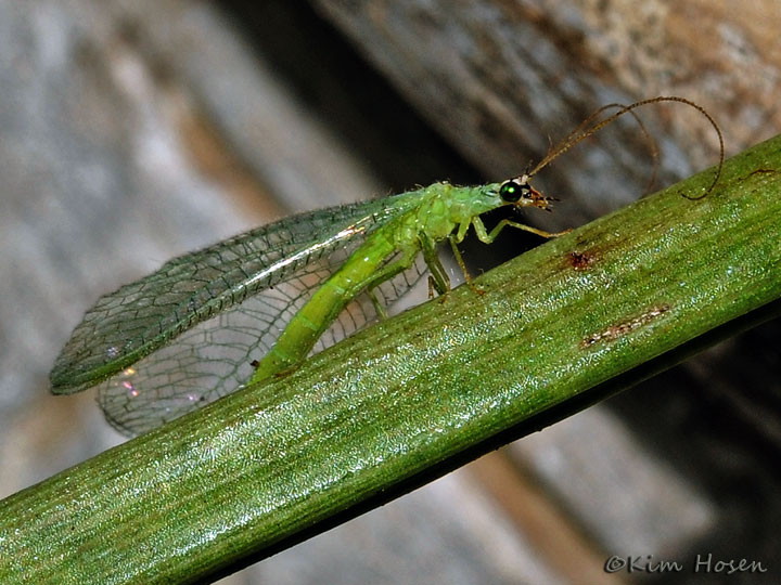 Green Lacewing