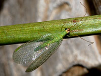 Green Lacewing