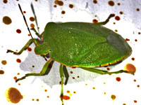 Green Stinkbug