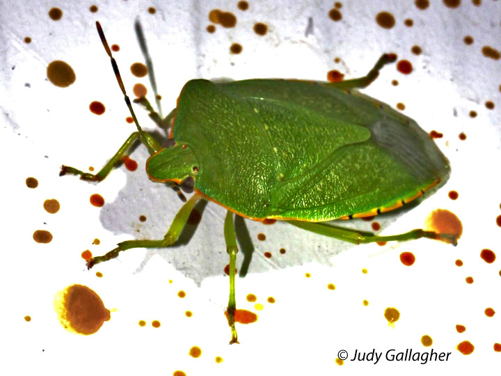 Green Stinkbug