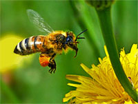 Honey Bee