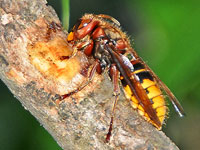 European Hornet