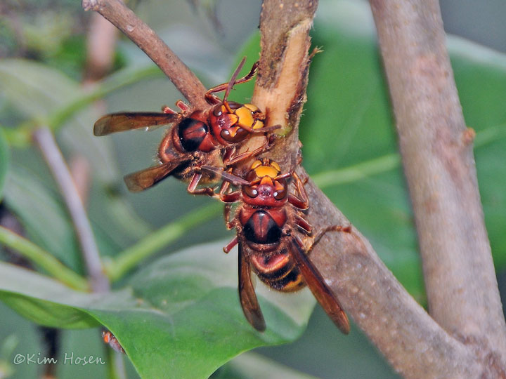 Brown-hooded cockroach