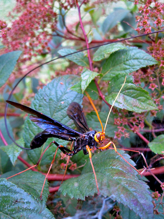Megarhyssa atrata