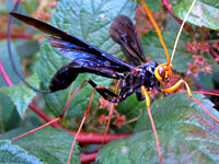 Megarhyssa atrata