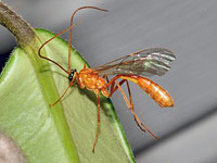 Short-tailed Ichneumon Wasp