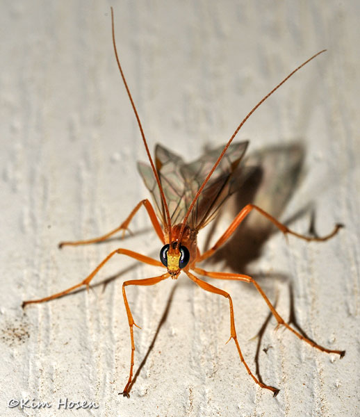 Short-tailed Ichneumon Wasp